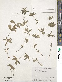 Galium japonicum image