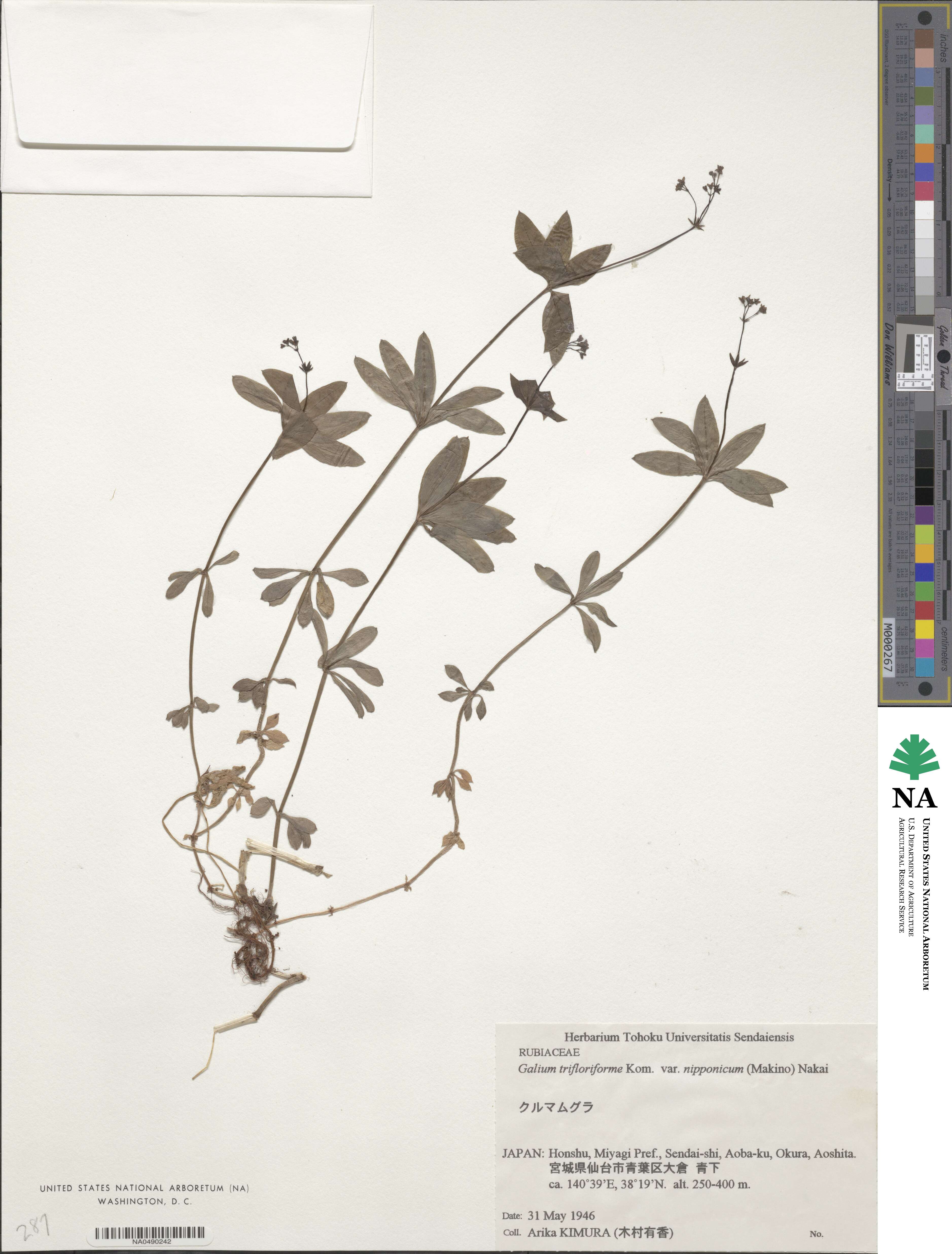 Galium japonicum image