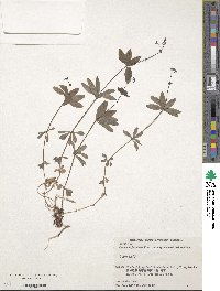 Galium japonicum image