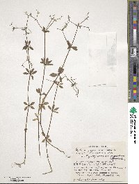 Galium japonicum image