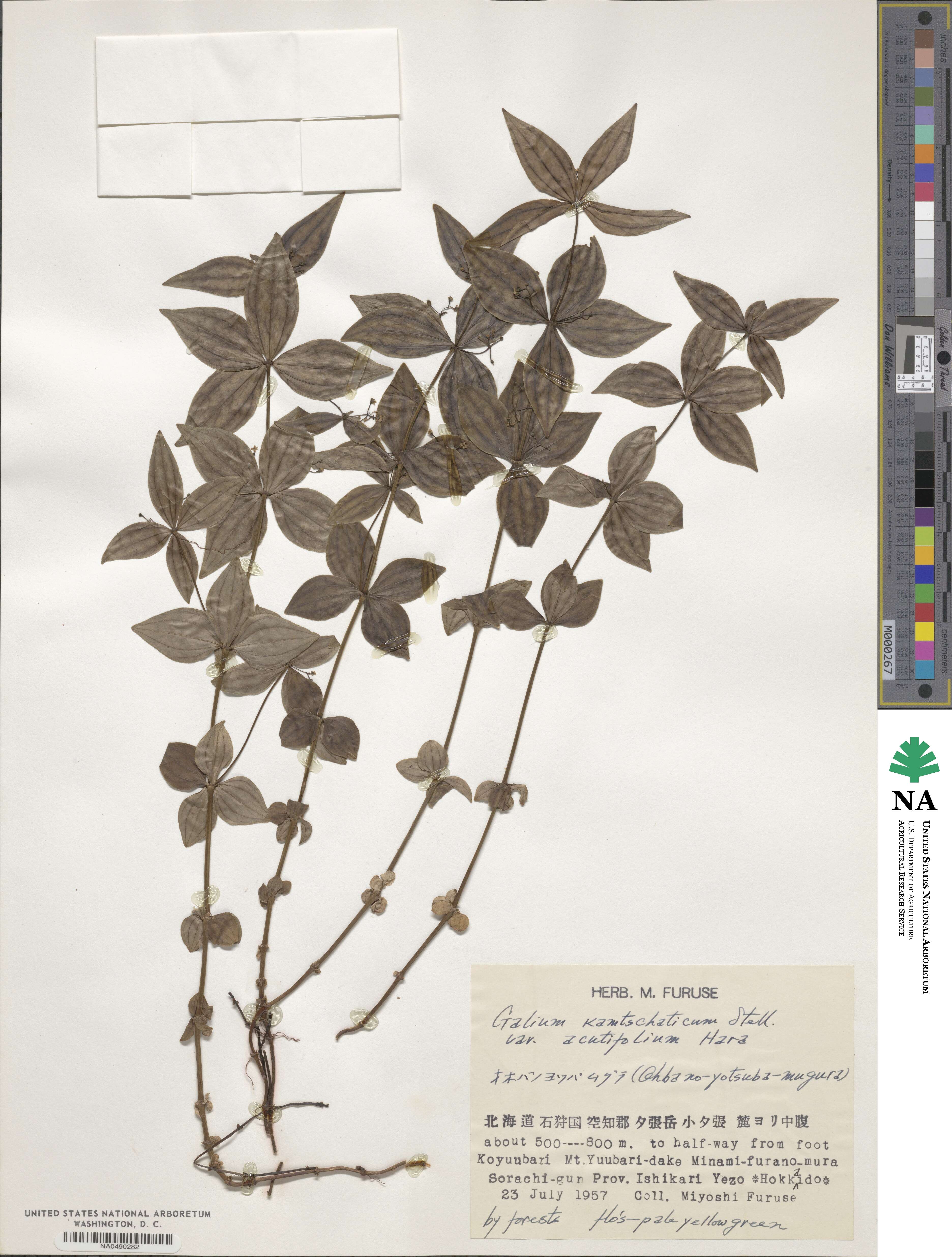 Galium kamtschaticum var. kamtschaticum image
