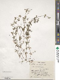 Galium kikumugura image