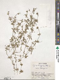 Galium kikumugura image