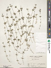 Galium kikumugura image