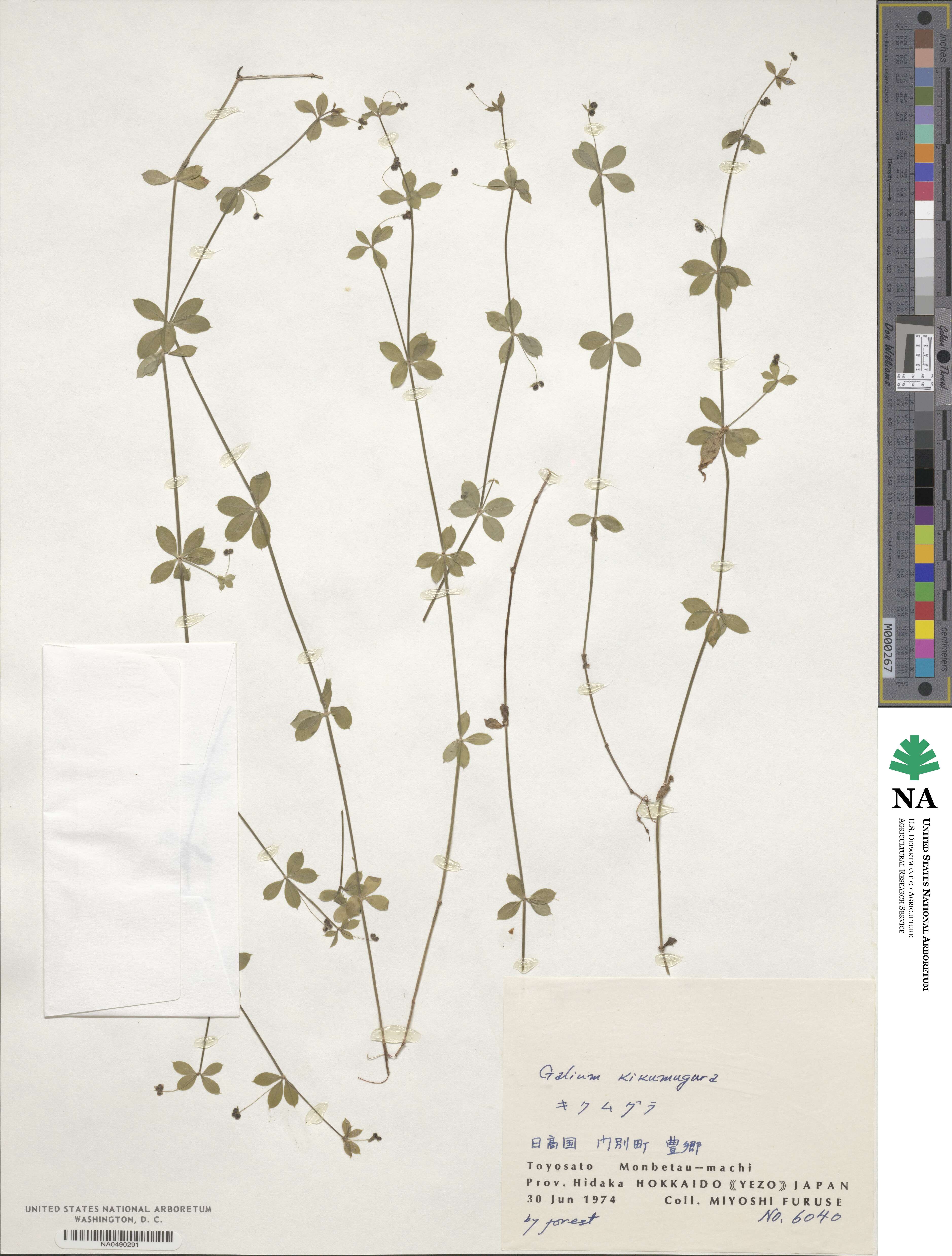 Galium kikumugura image