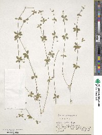 Galium kikumugura image