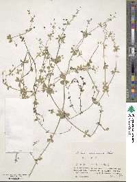 Galium kikumugura image