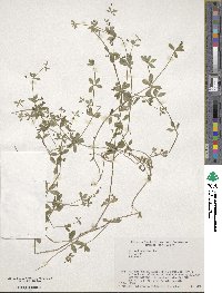 Galium kikumugura image