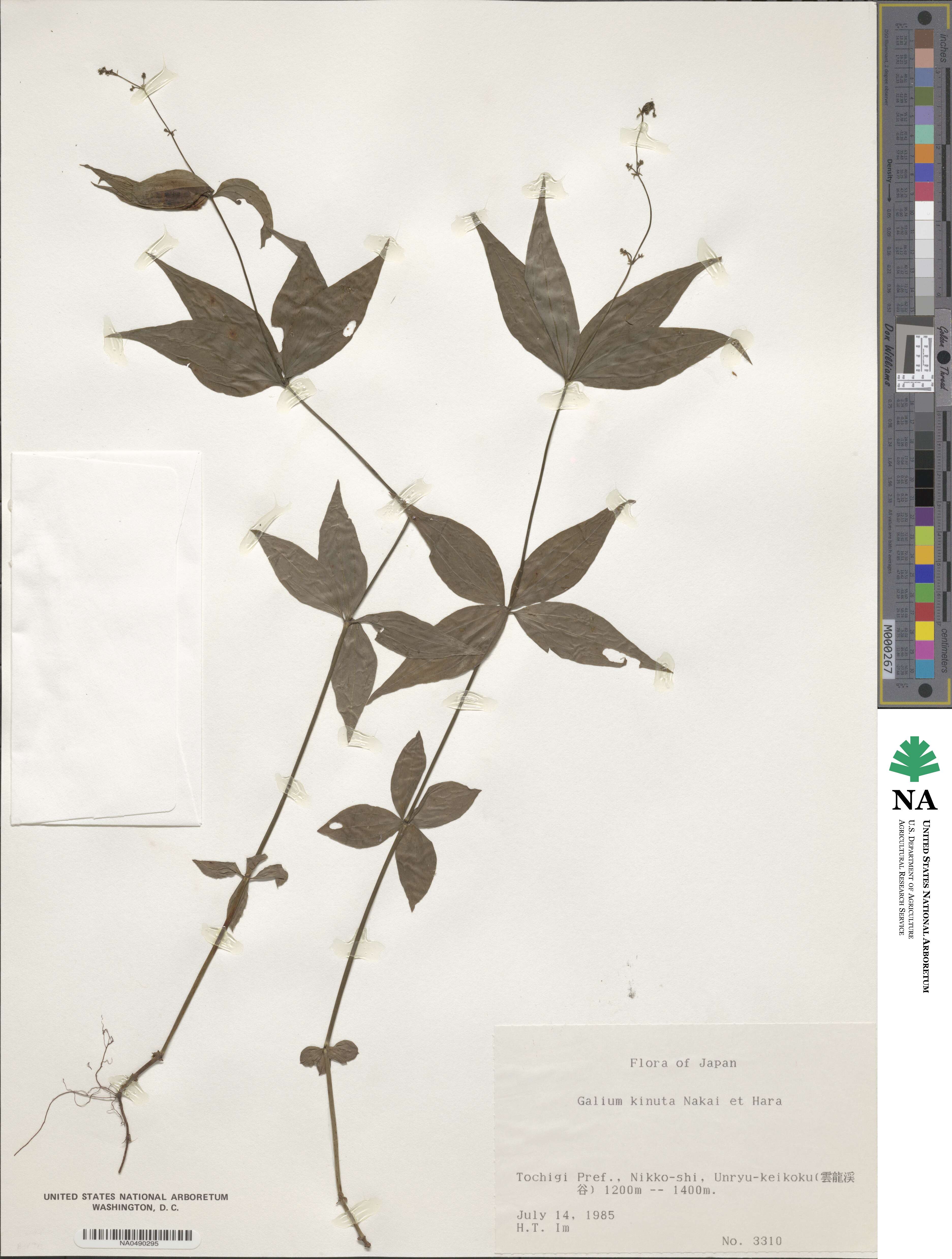 Galium kinuta image