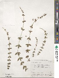 Cruciata glabra subsp. krylovii image