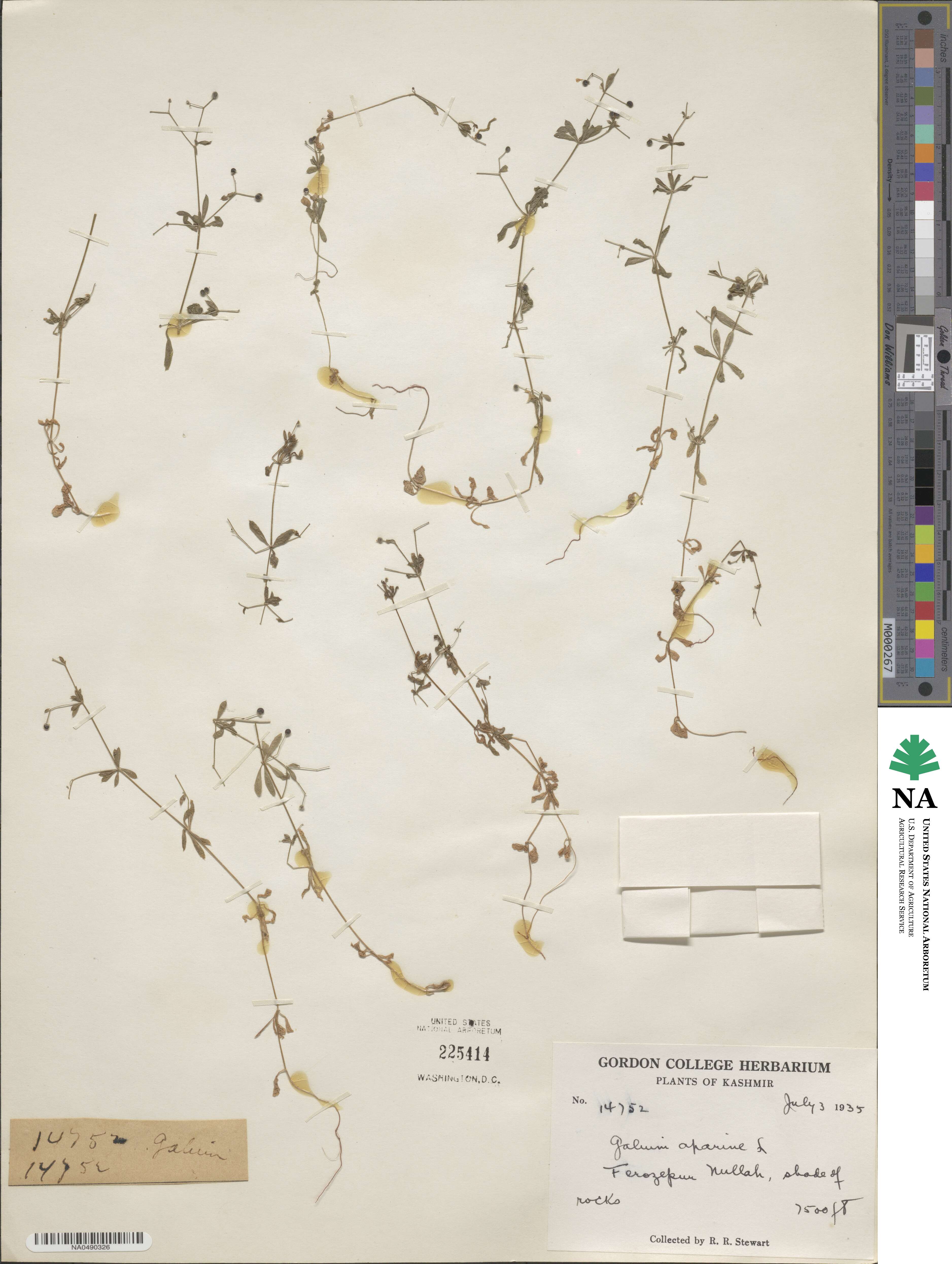 Galium aparine image