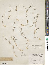 Galium aparine image