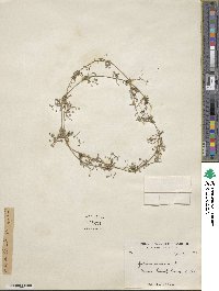 Galium aparine image