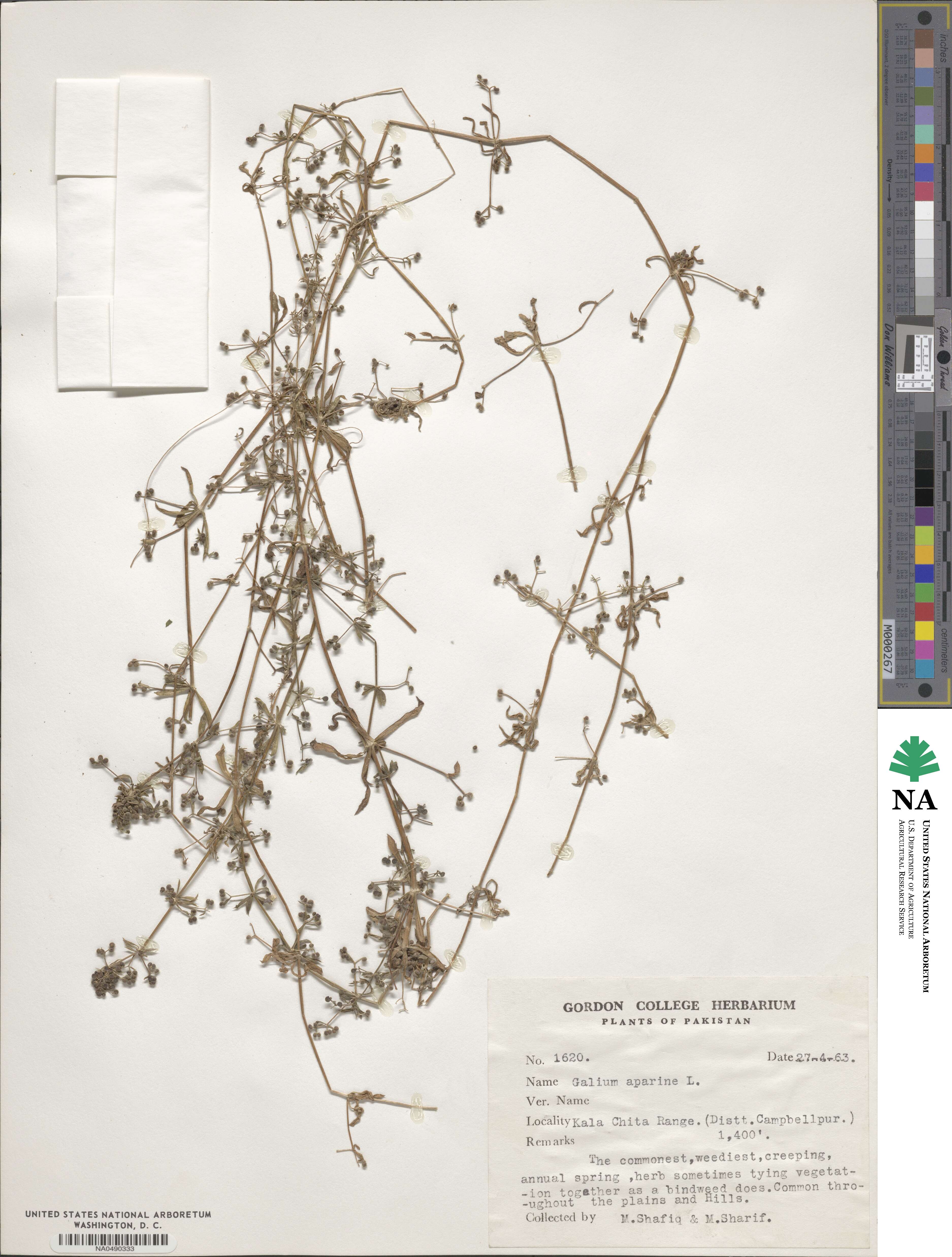 Galium aparine image