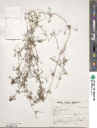 Galium aparine image