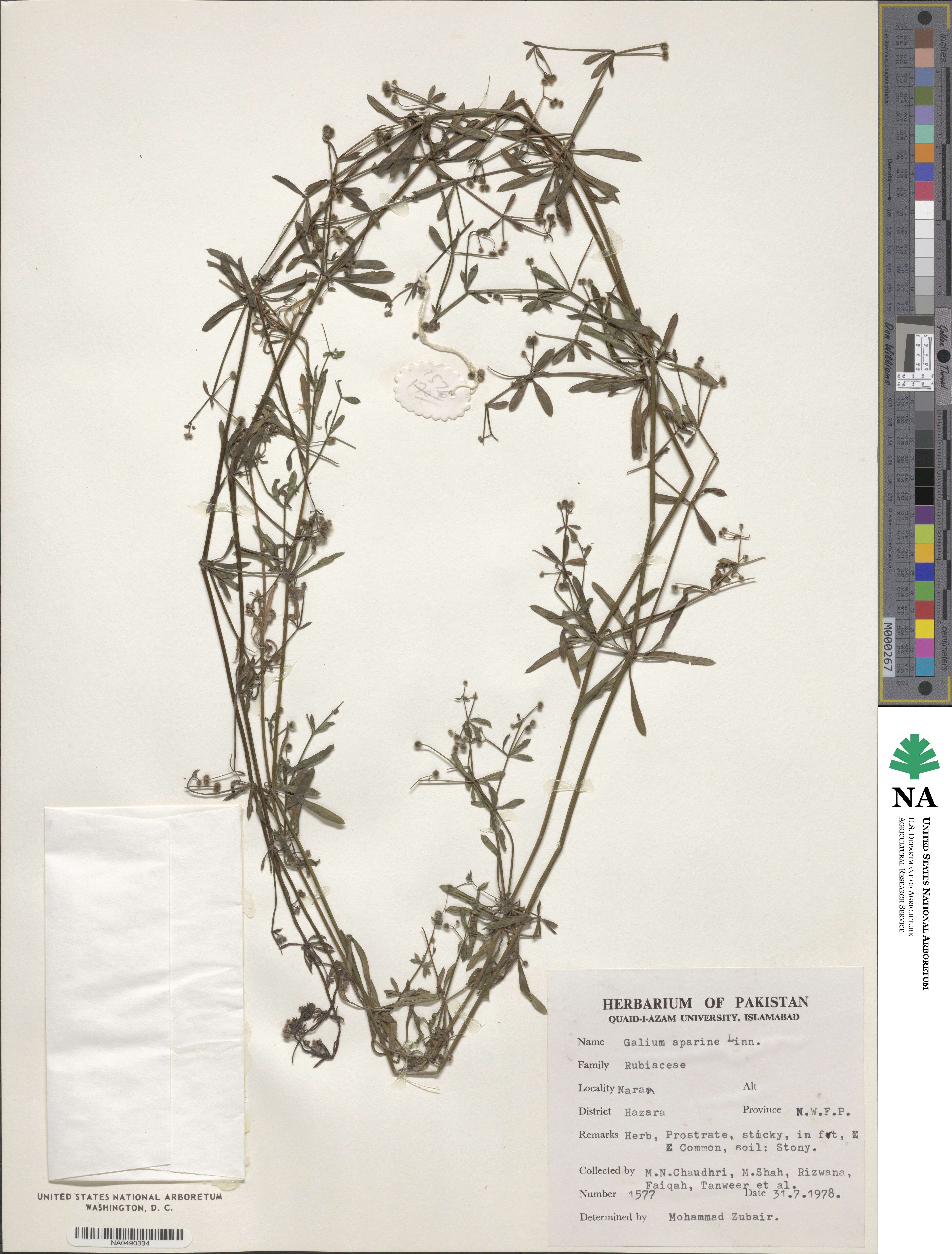 Galium aparine image