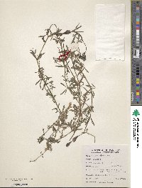 Galium aparine image