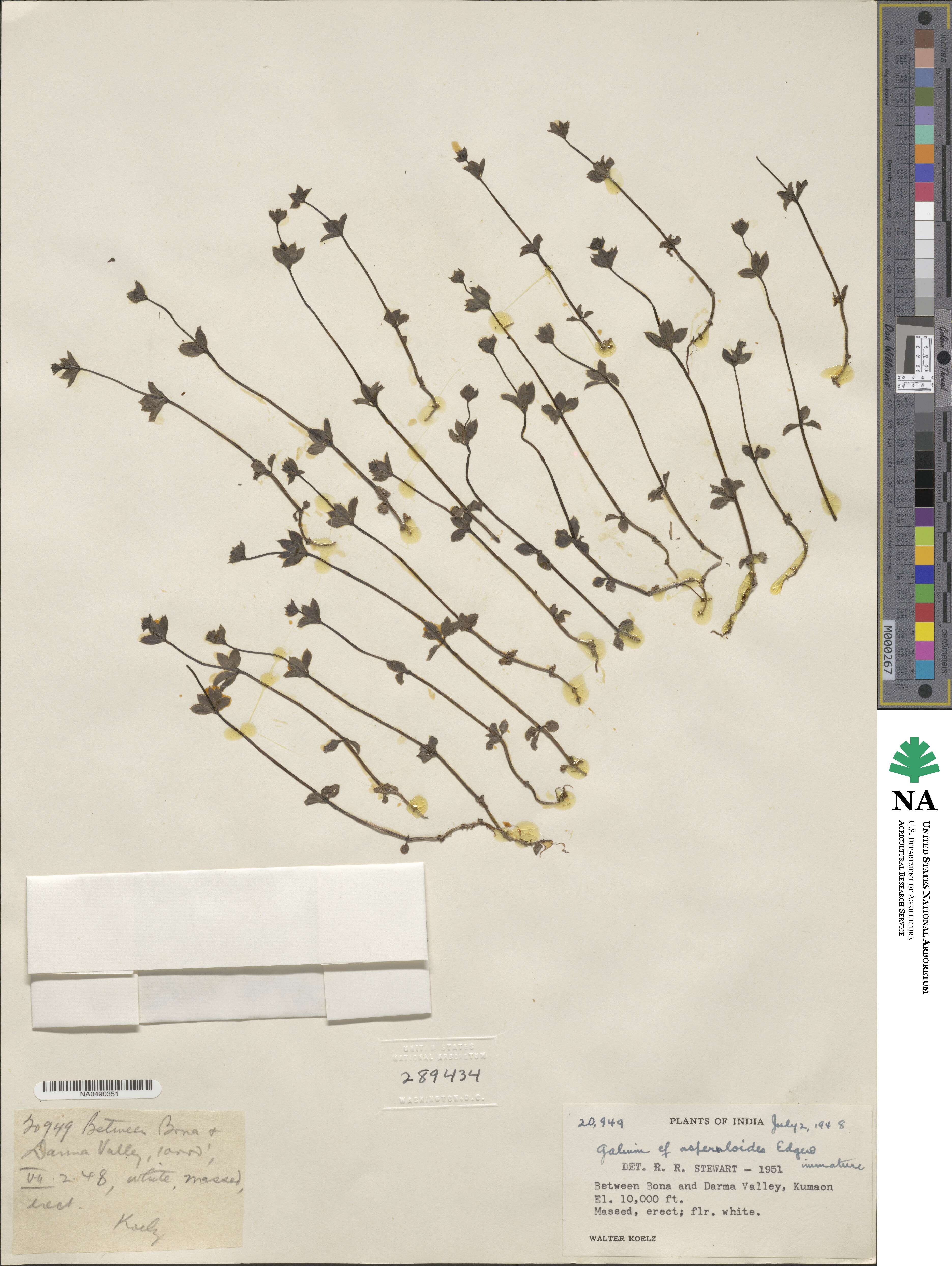 Galium asperuloides image