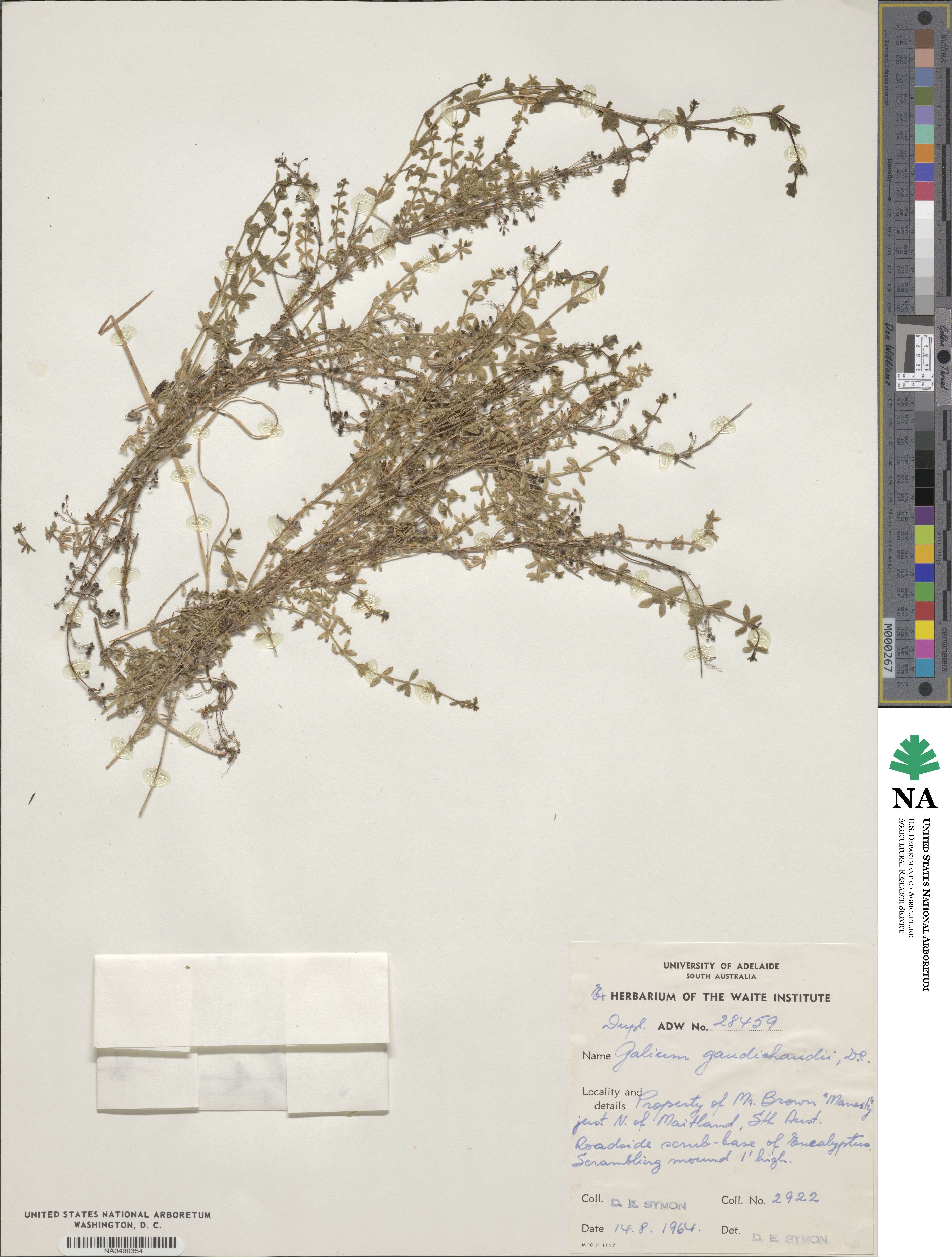 Galium gaudichaudii image