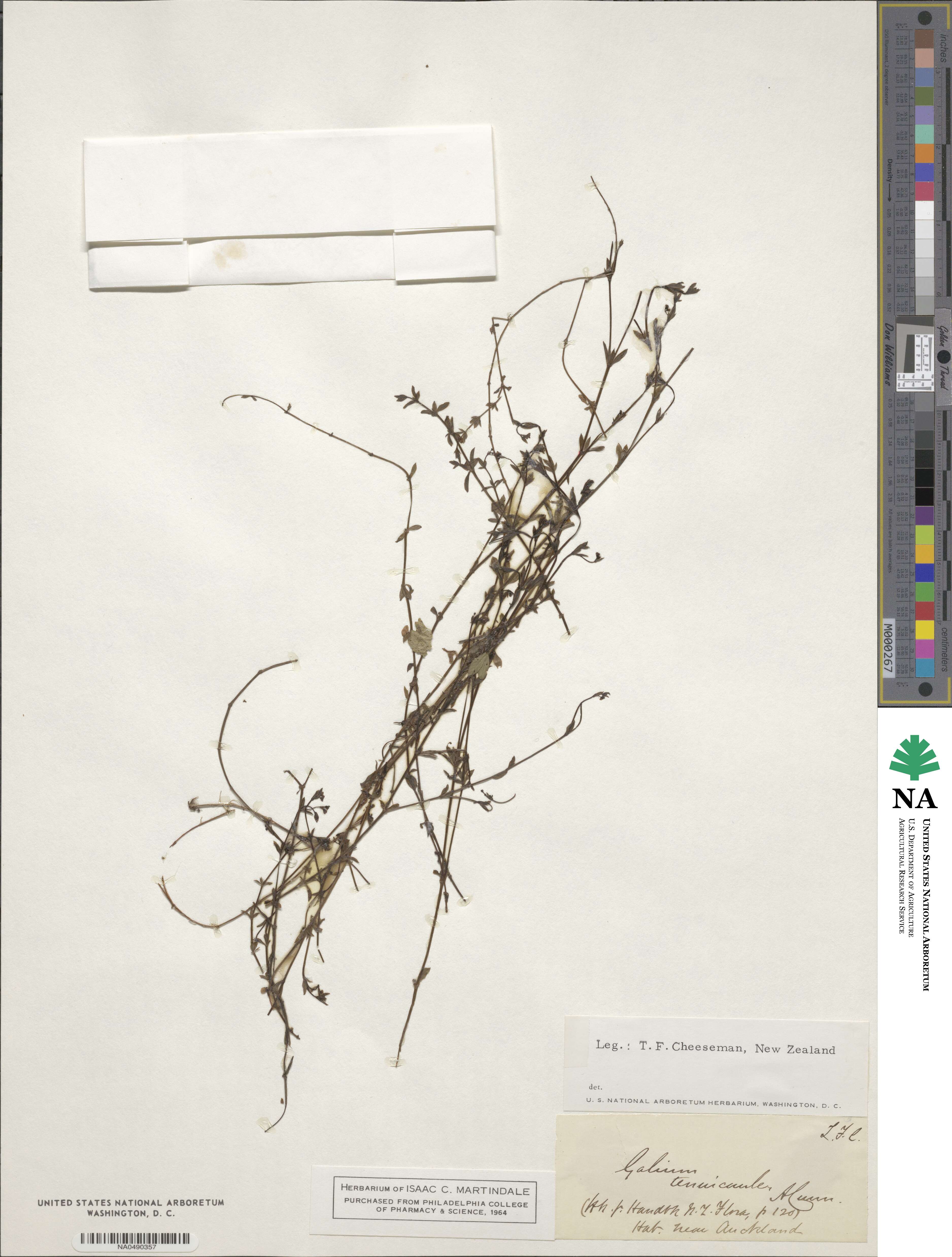 Galium tenuicaule image