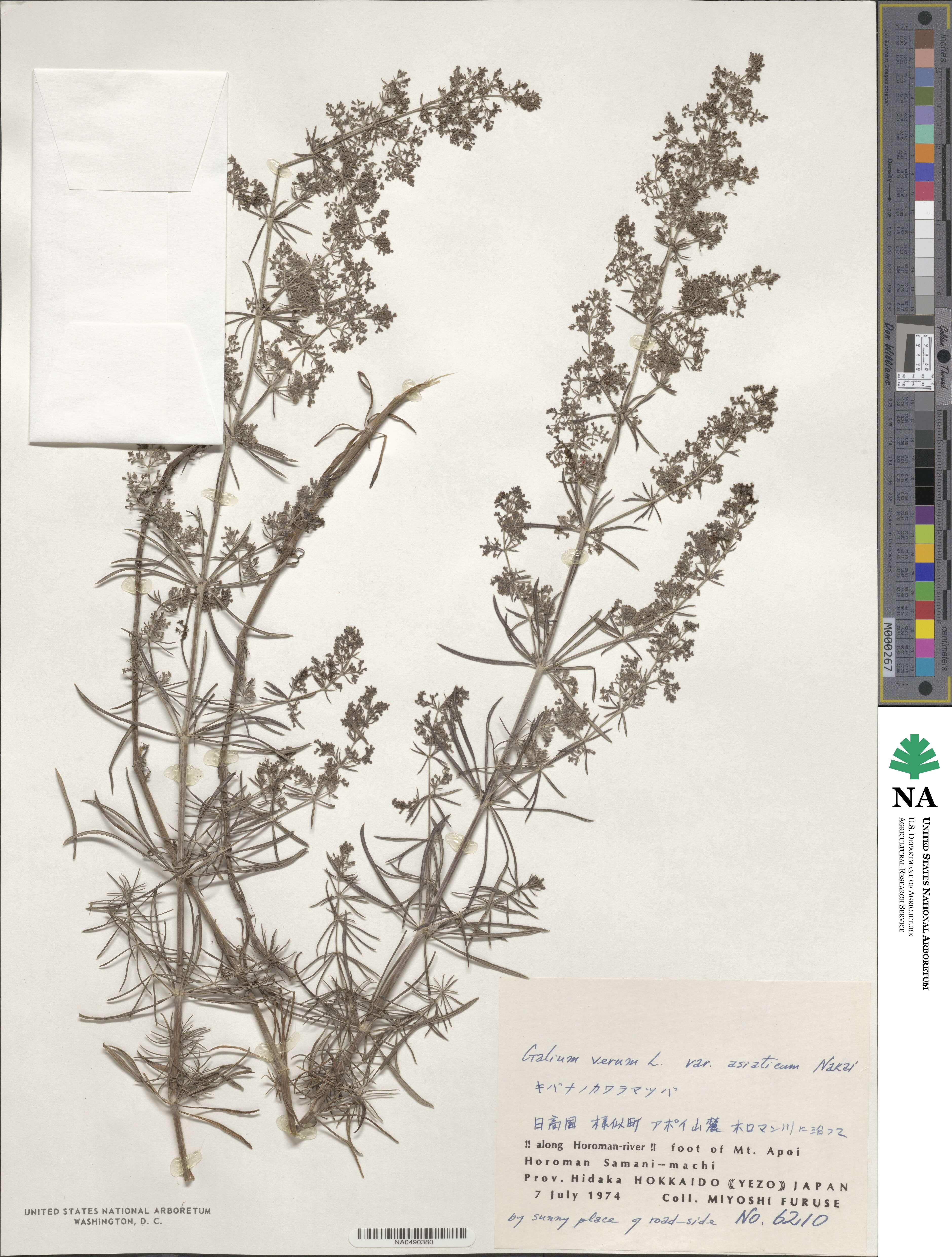 Galium verum subsp. asiaticum image