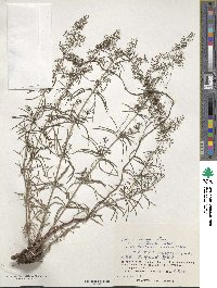 Galium verum subsp. asiaticum image