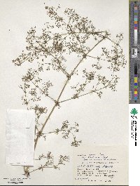 Galium verum subsp. asiaticum image