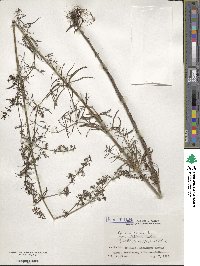 Galium verum subsp. asiaticum image