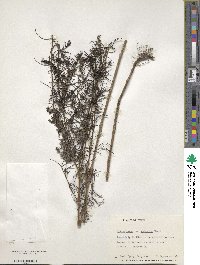 Galium verum subsp. asiaticum image