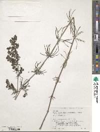 Galium verum subsp. asiaticum image