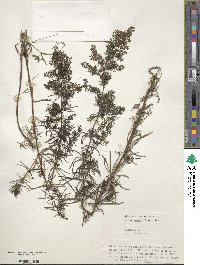 Galium verum subsp. verum image