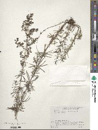 Galium verum subsp. verum image