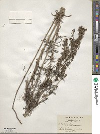 Galium verum subsp. verum image