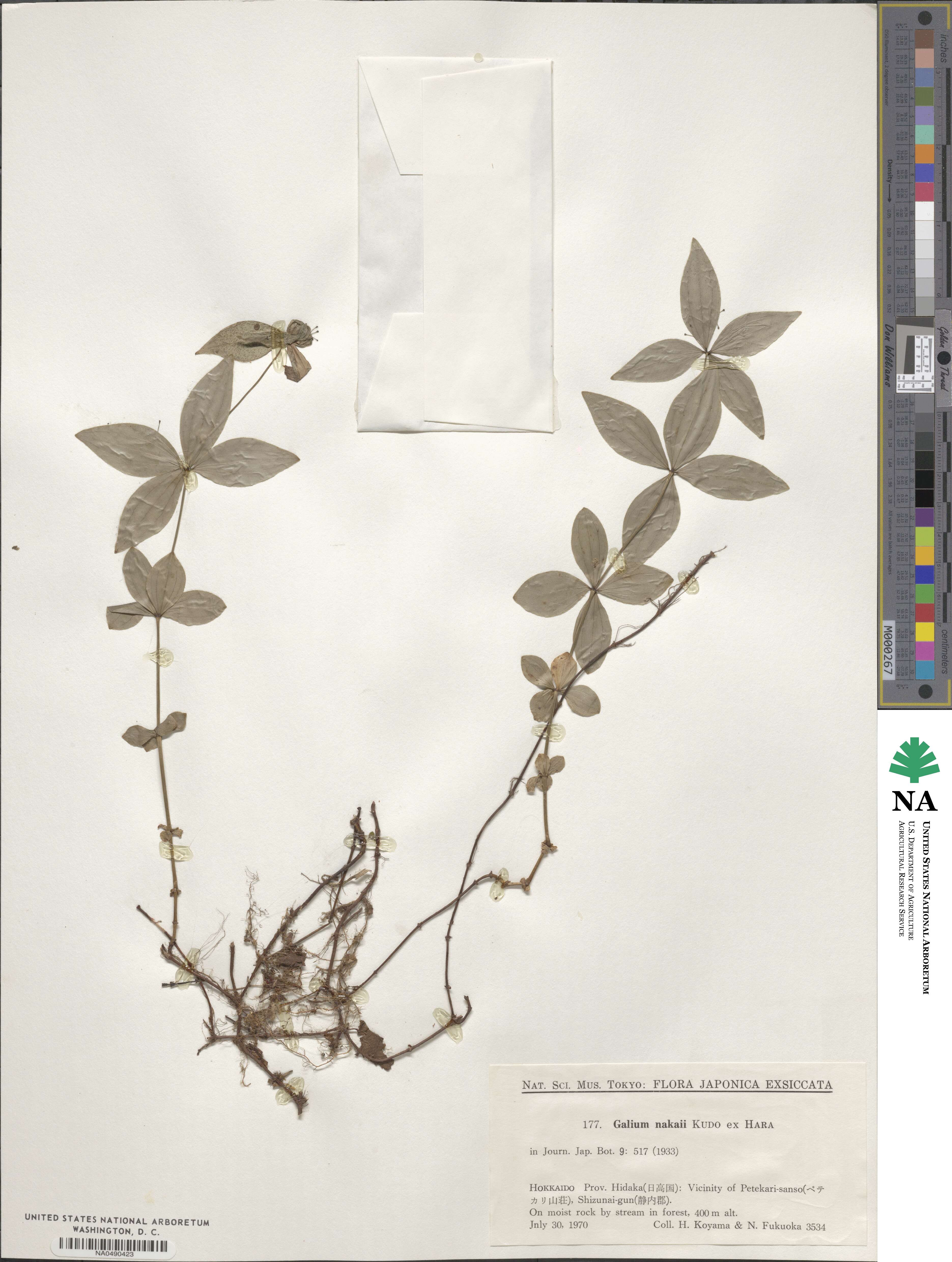 Galium nakaii image