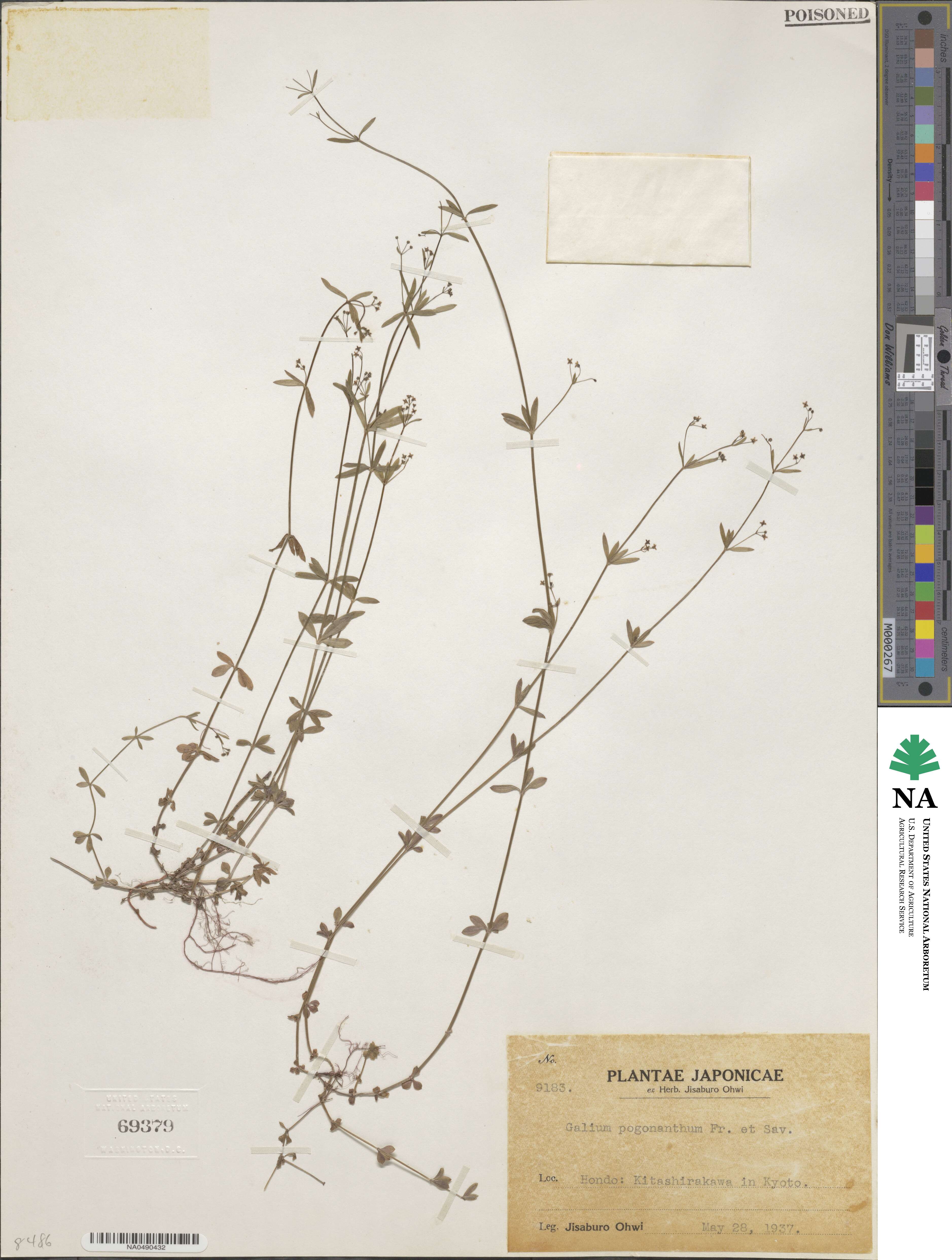 Galium bungei var. bungei image