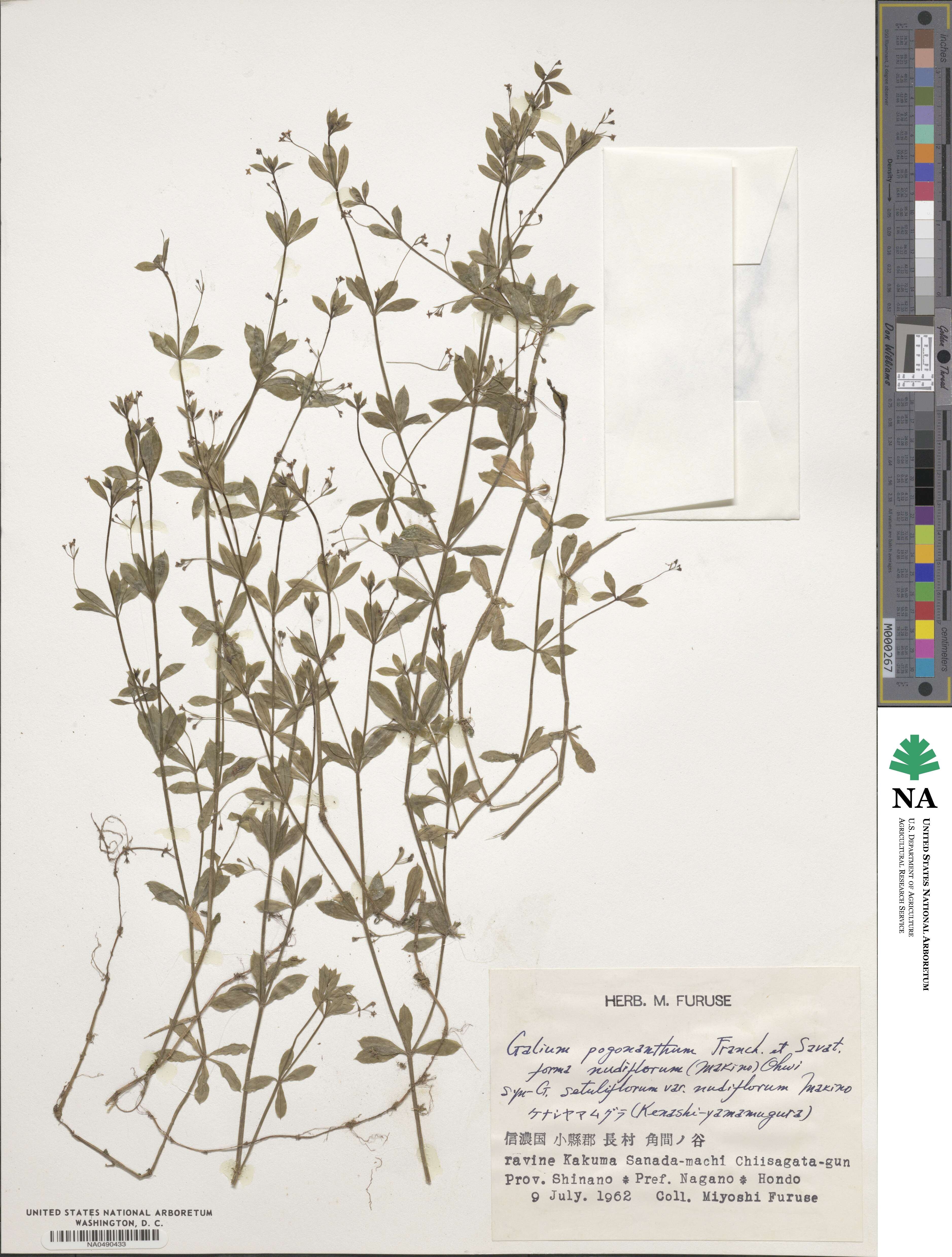 Galium bungei var. setuliflorum image