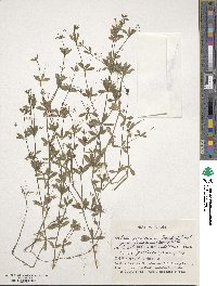 Galium bungei image