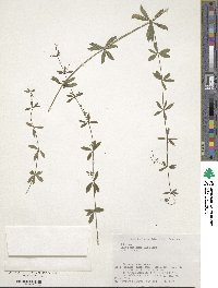 Galium pseudoasprellum image