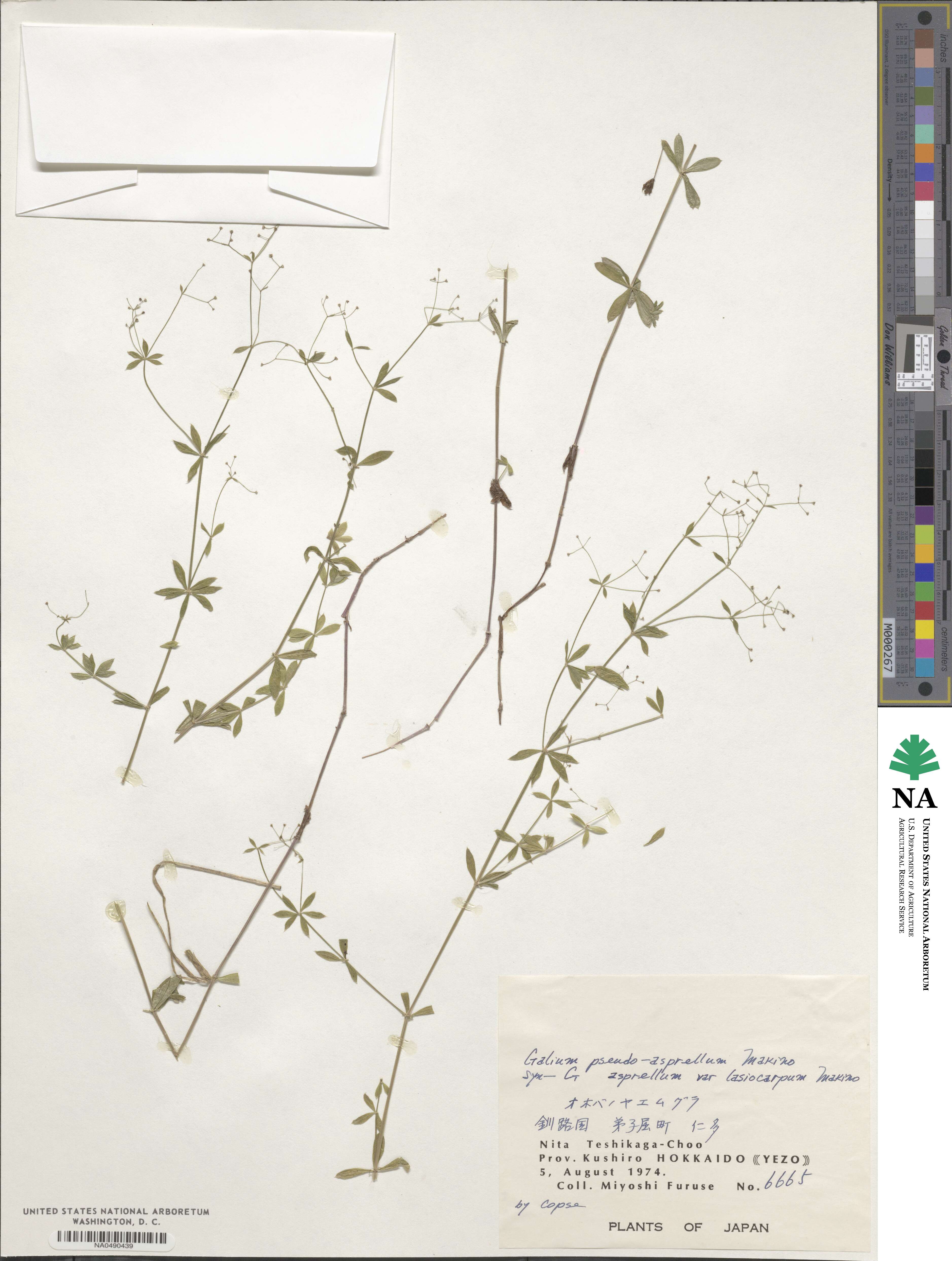 Galium pseudoasprellum image