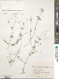 Galium pseudoasprellum image