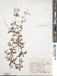 Galium pseudoasprellum image