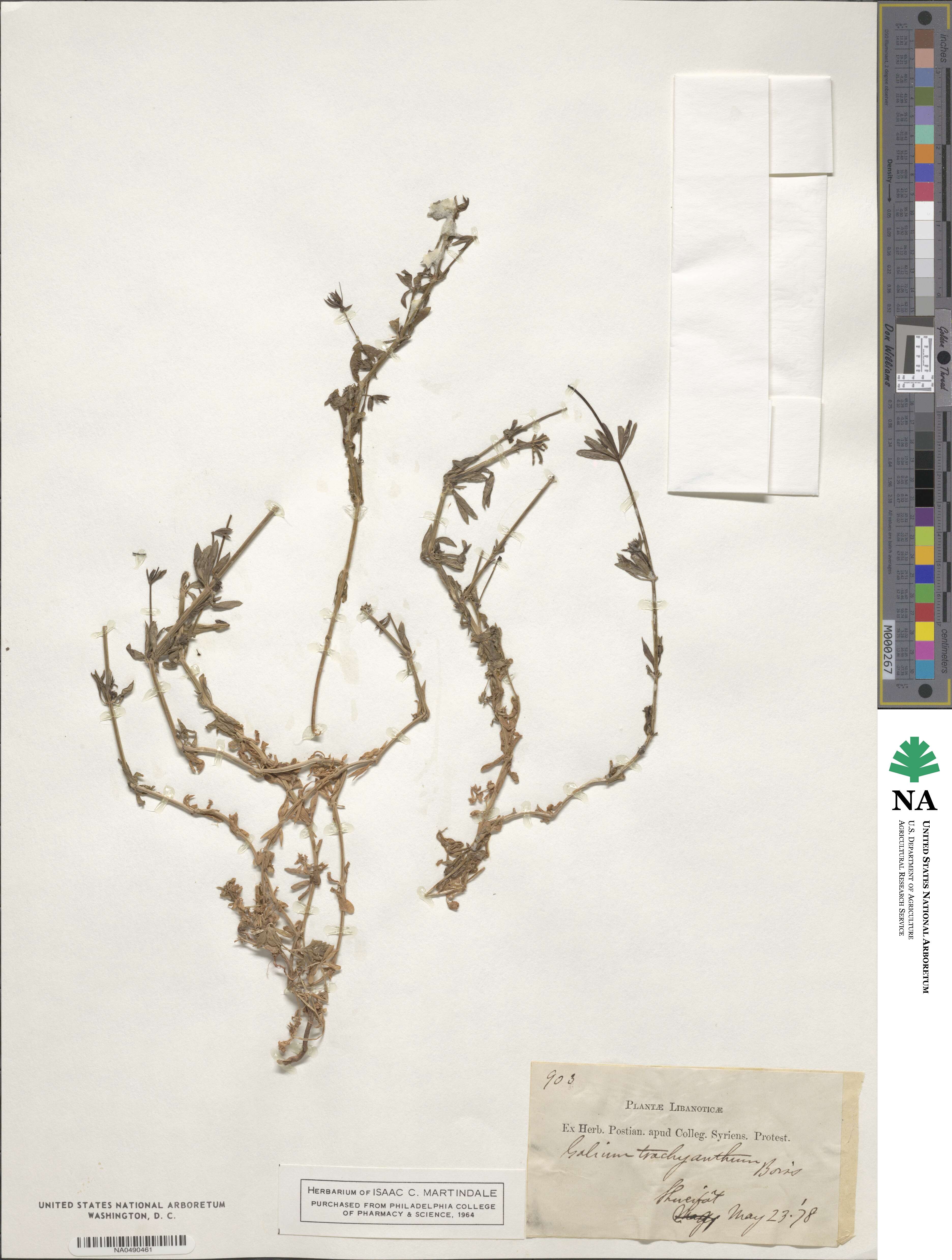 Galium hierosolymitanum image