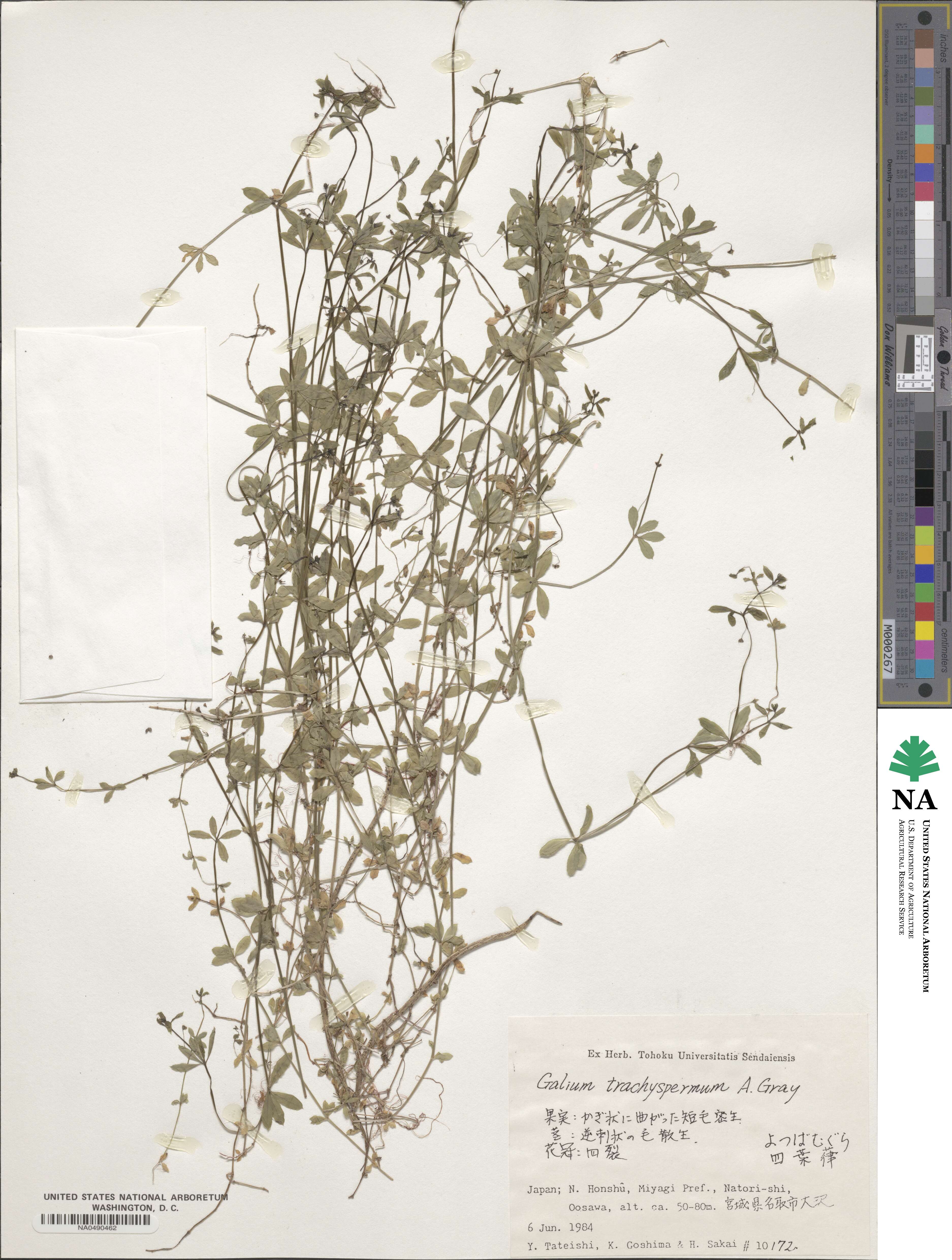 Galium bungei var. trachyspermum image