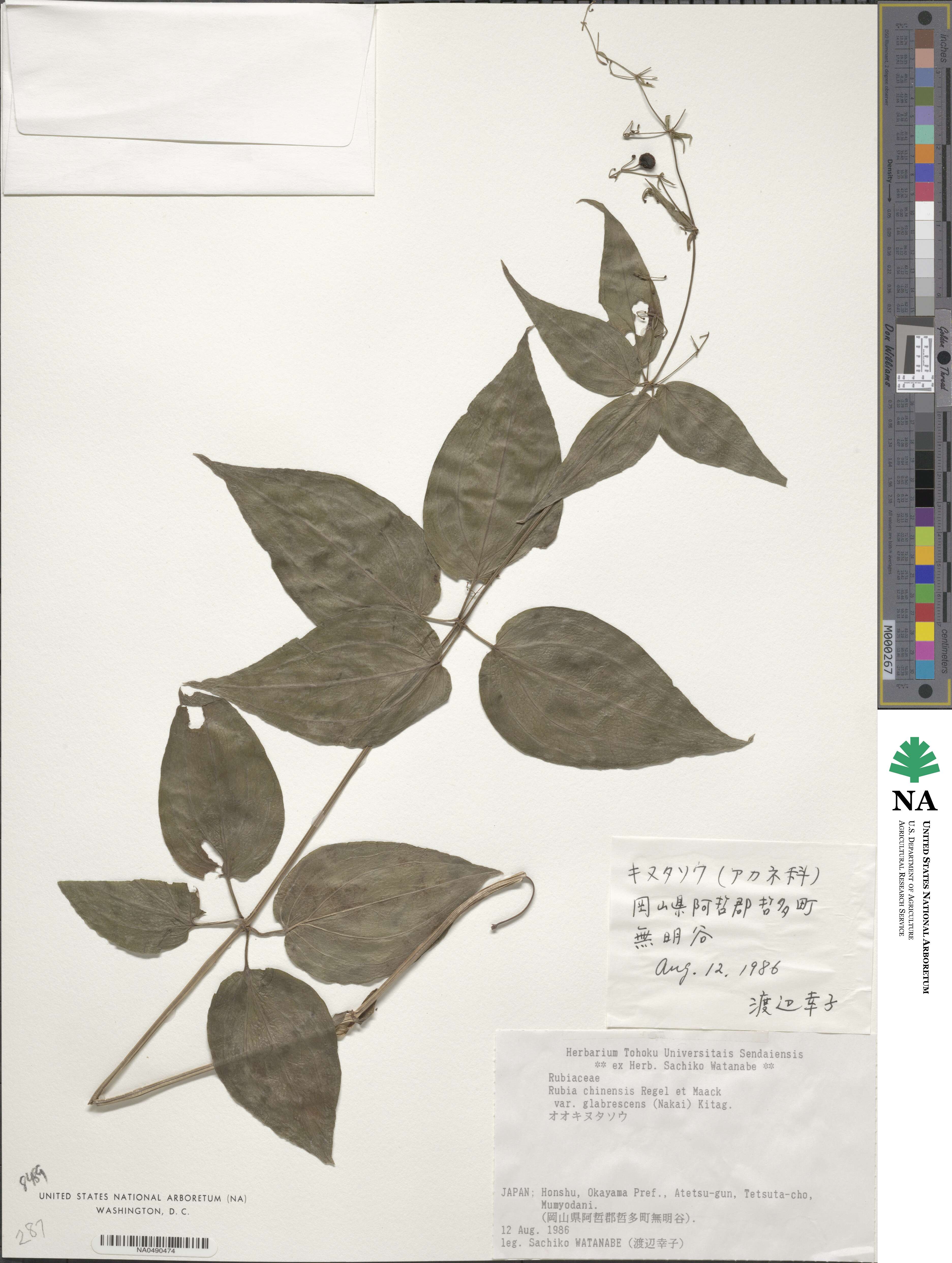 Rubia chinensis f. glabrescens image