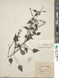 Rubia cordifolia image