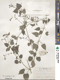 Rubia cordifolia image