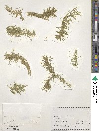 Image of Egeria naias