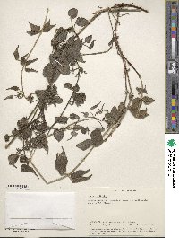 Rubia cordifolia image