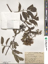 Sambucus cerulea var. cerulea image