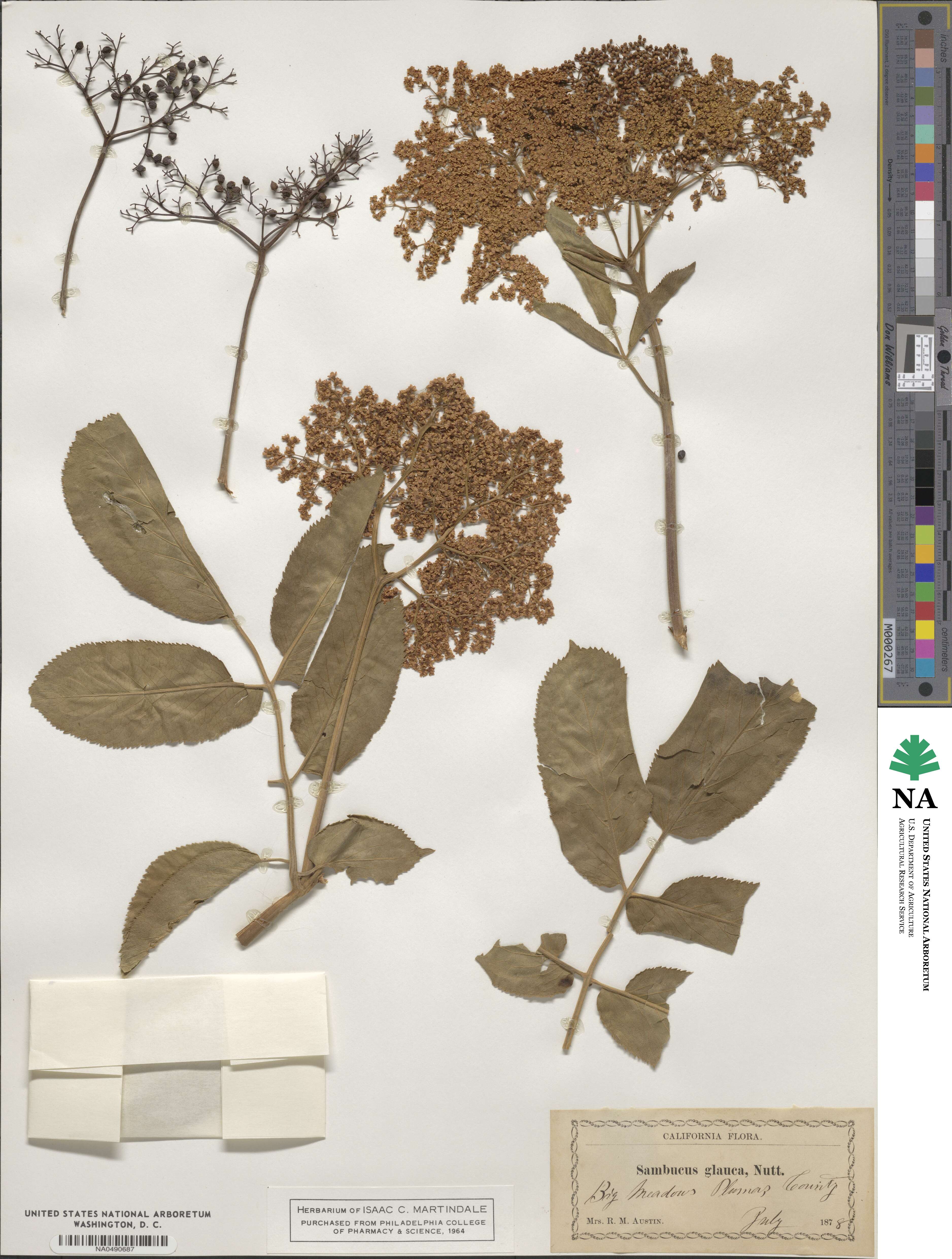 Sambucus cerulea image